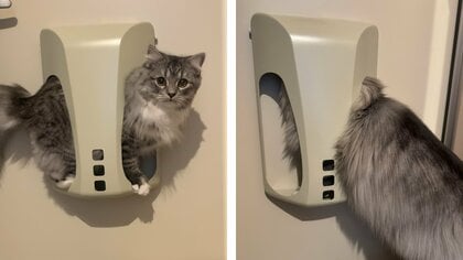 「君はきっとそこに入れない」郵便受けが気になる愛猫の姿に成長を実感…飼い主に約2年半の変化を聞いた