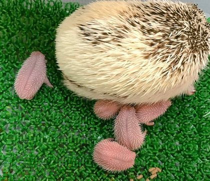 生まれた時から“針”がある!? 赤ちゃんハリネズミの姿が話題…お母さんは痛くないのか専門家に聞いた｜FNNプライムオンライン