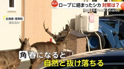 角にロープがぐるぐる絡まったエゾシカ…少なくとも2頭 最善策は「春に