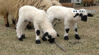 白黒のモフモフがかわいすぎ！ “世界一かわいい羊”の双子の赤ちゃん