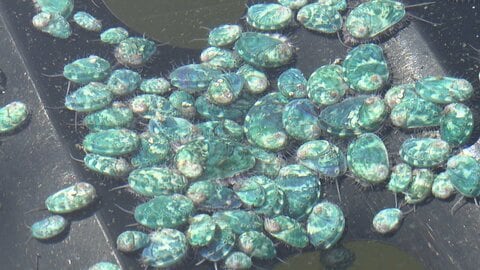 東日本大震災と山林火災で二重被災　借金や被害を乗り越えアワビ養殖を復活へ　会社再起目指す親子の挑戦　岩手・大船渡市