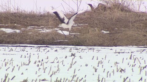 【メガソーラー問題に苦渋の決断】日本エコロジーから鶴居村が10.6ヘクタールの土地購入へ―土地代400万円だが支払額は補償含め約8000万円に　専門家「開発の規制強化を」〈北海道〉