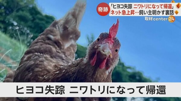 失踪したヒヨコがニワトリになって“奇跡の再会” ネットで話題に…再会