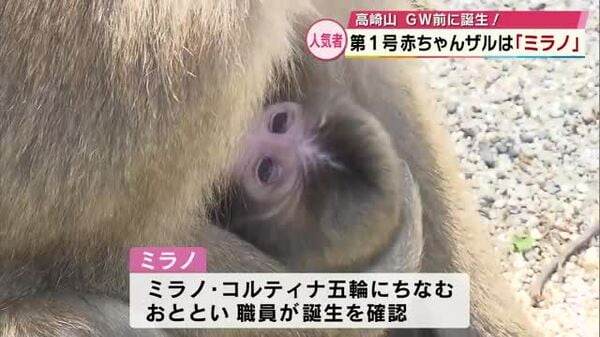 GW目前 観光地・高崎山ではサルの赤ちゃん誕生！名前は「ミラノ」に