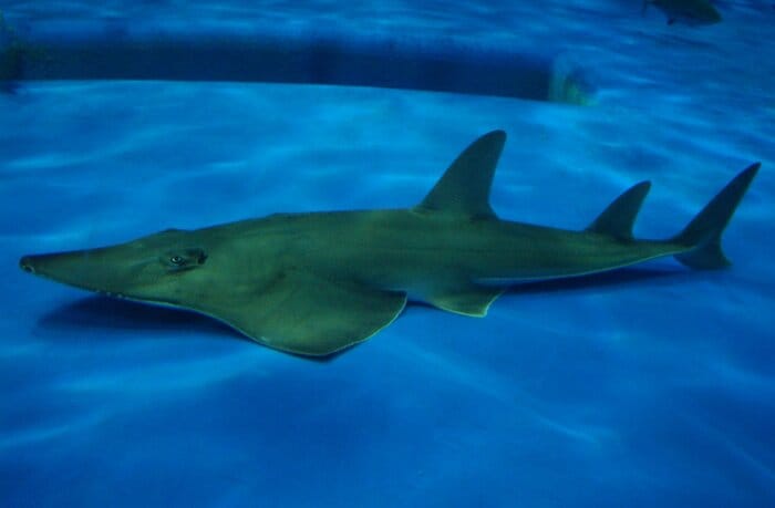 新種と判明した「モノノケトンガリサカタザメ」(提供:かごしま水族館)