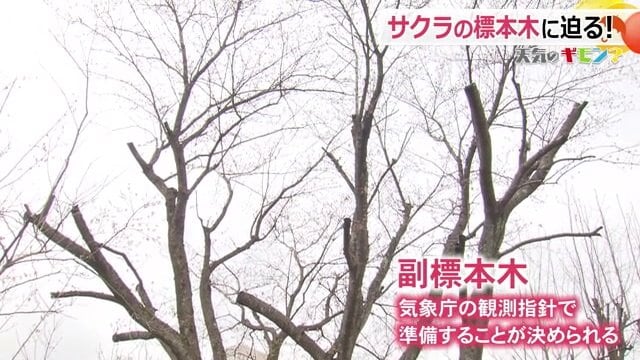 ソメイヨシノの副標本木