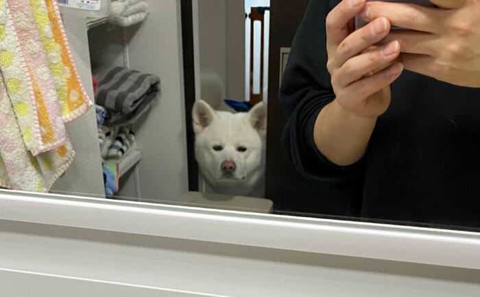 提供:秋田犬もんたろうさん