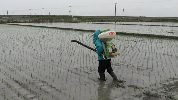 ジャンボタニシ駆除の薬剤散布