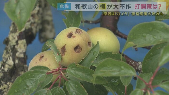 南高梅