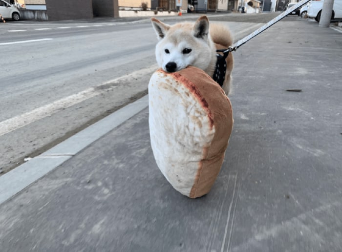 (投稿された写真 大きい食パンをくわえています)
