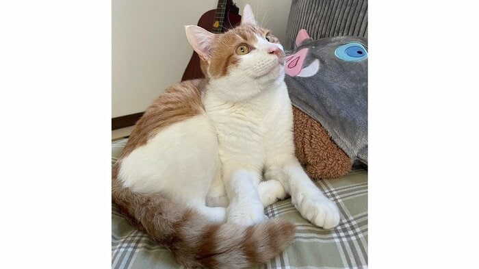オフくん