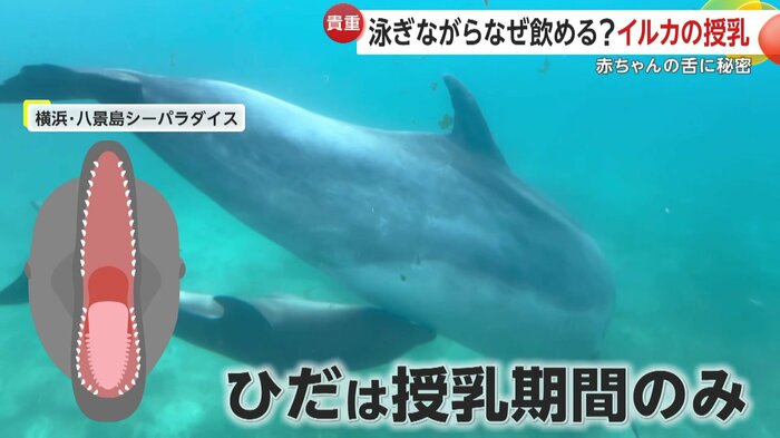 赤ちゃんイルカの時だけあるひだ(提供:横浜・八景島シーパラダイス)