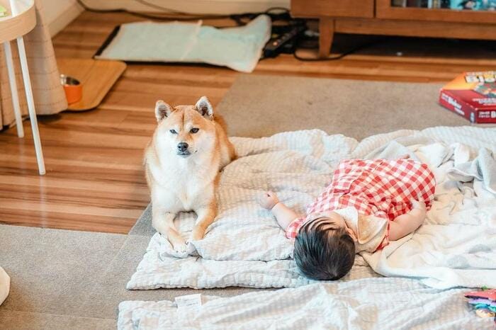 ゆーちゃんのそばで見守るむぎちゃん(提供:柴犬 むぎさん)