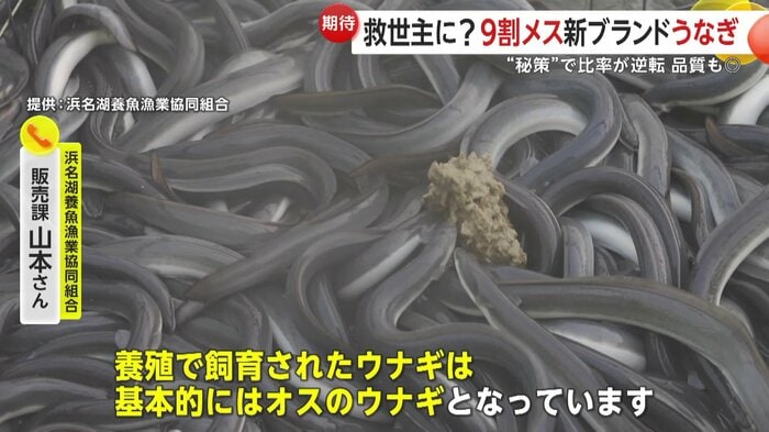浜名湖養魚漁業協同組合販売課・山本さんによると、養殖で飼育されたウナギは基本的にはオスだという