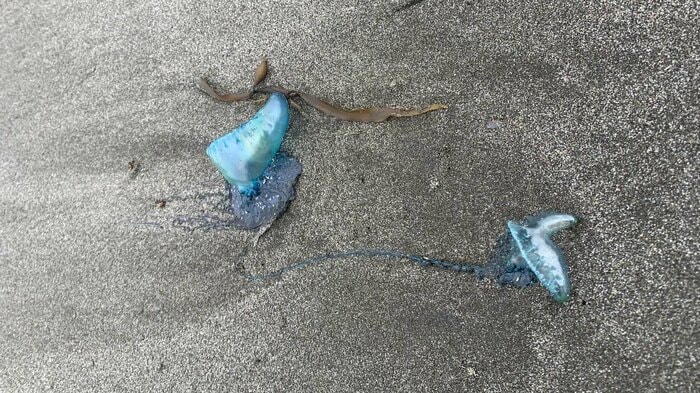 浜では触らないようにしよう(特集班撮影)