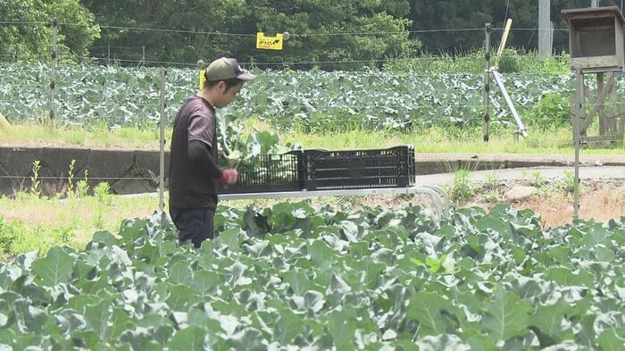ブロッコリーの収穫をする久保田智治さん