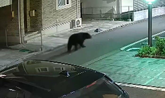 仙台市中心部の住宅街に出没したクマ
