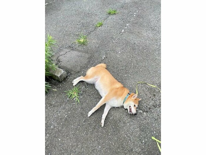 拒否柴ハナコちゃん