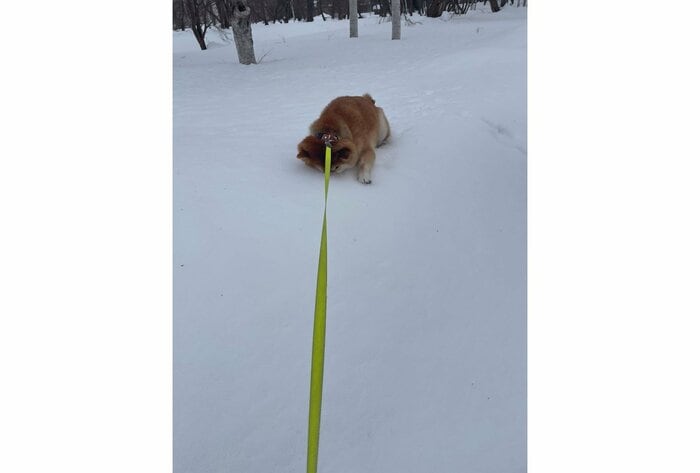 提供:柴犬ハルさん