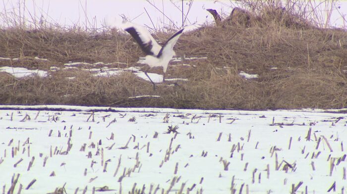 鶴居村に生息するタンチョウ