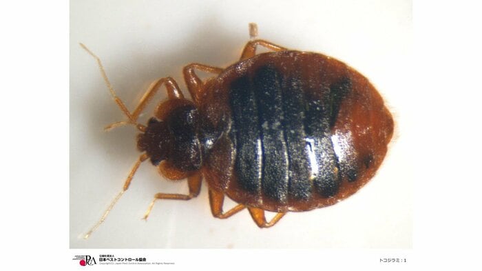トコジラミの成虫は茶褐色で体長5〜8mm前後(画像提供:日本ペストコントロール協会)