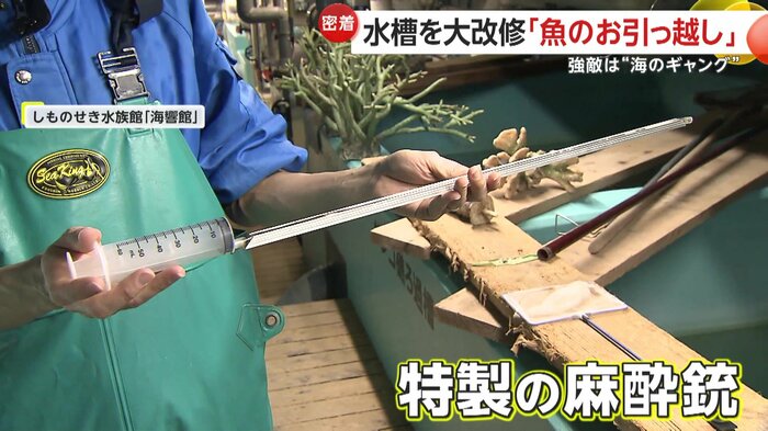 安全に移送するために作られた特性の麻酔銃