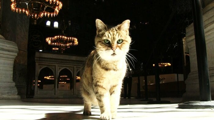 世界遺産アヤソフィアの「主」グリも観光客減に寂しげな様子