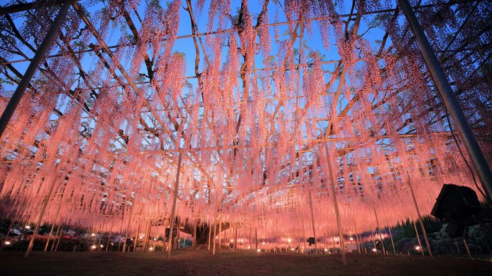 絶景!あしかがフラワーパークの大藤満開 …休園中でも人々に癒やし