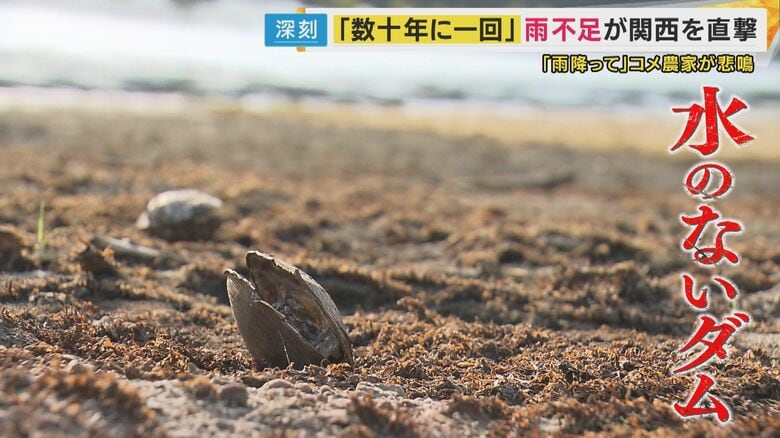 米の収量も減る恐れ「台風1個や2個では足りない」”31年前『平成の大渇水』に匹敵かそれ以上の水不足”｜FNNプライムオンライン