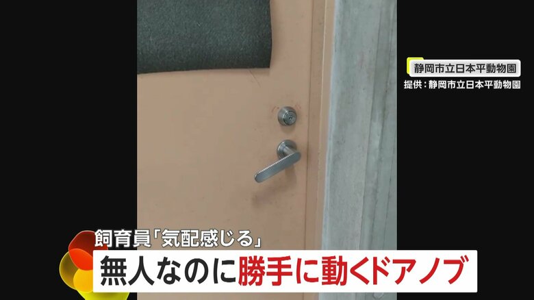 「気配感じる…」無人なのに勝手に動き出すドアノブ…正体はレッサーパンダ　大好きなリンゴ求めて“ドアガチャ”　静岡市立日本平動物園｜FNNプライムオンライン