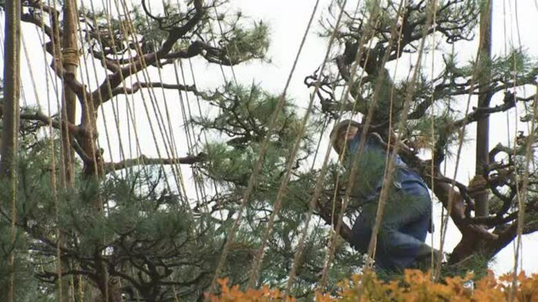 雪のシーズンに備えて「豪農の館・内山邸」では庭園の樹木の雪つり　雪から樹木を守る冬支度｜FNNプライムオンライン