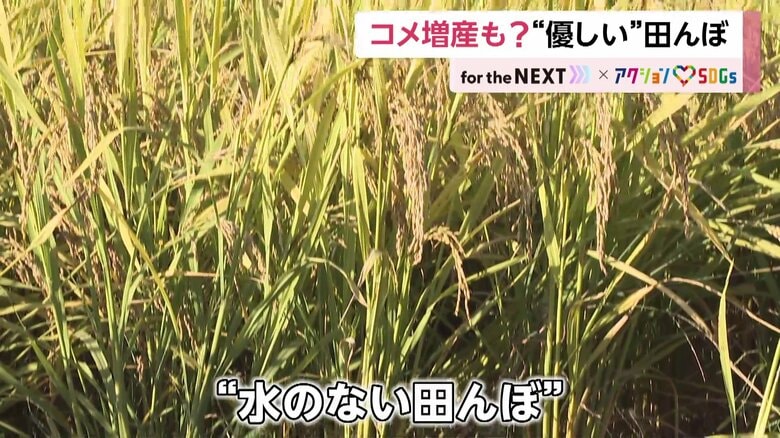 「水のない田んぼ」でコメ作り　ビール製造“副産物”を種に混ぜることで可能に…農家や地球に優しく｜FNNプライムオンライン