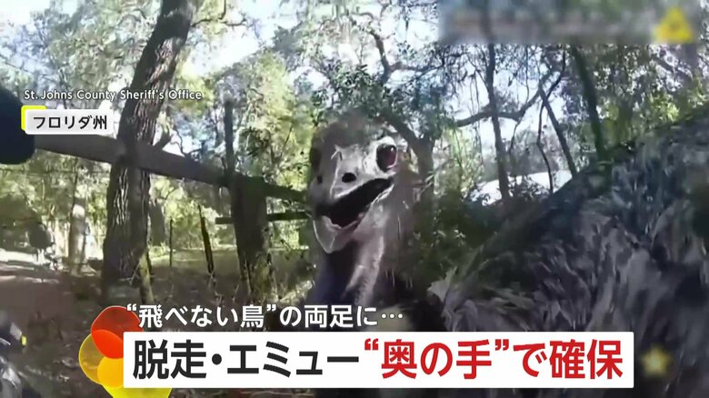 足に手錠かけ“飛べない鳥”エミューを捕獲　キャリア25年の保安官も“初”の大捕物に　アメリカ・フロリダ州｜FNNプライムオンライン