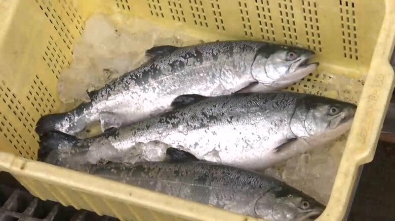 「久慈育ち琥珀サーモン」初水揚げ　今季は1000ｔ目標　脂が乗りながらもあっさりした味わいが特徴　岩手県久慈市｜FNNプライムオンライン