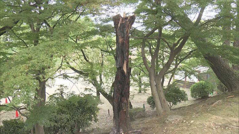 枯れた桜の木焼ける…名古屋城西之丸の土手でボヤ 立入禁止区域で付近に火の気なく 同じ場所で9年前にも｜FNNプライムオンライン