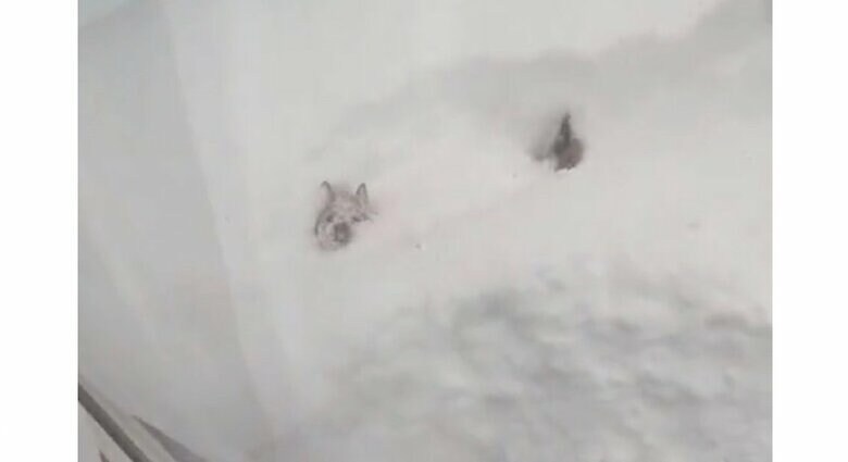 ほぼ雪に埋もれながら進む柴犬が楽しそう…どのくらい遊んでいたのか状況を聞いた｜FNNプライムオンライン