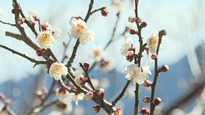 特産の「南高梅」が見頃　5000本分の花で真っ白に…山里に春の訪れ【宮崎発】｜FNNプライムオンライン