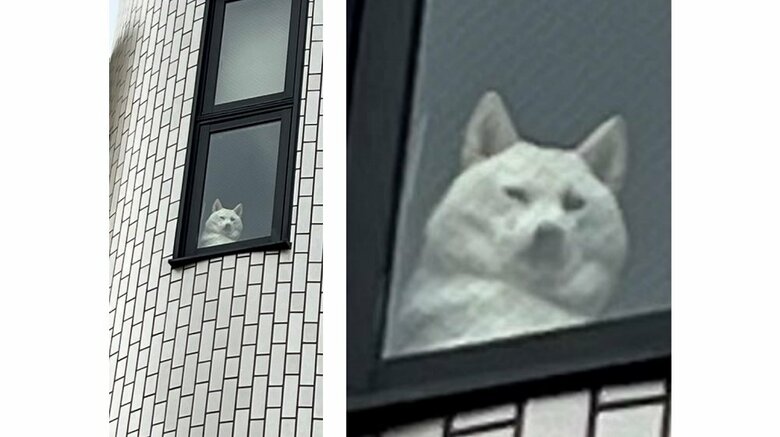別の日も同じ姿で… (左側はチョビちゃんアップ画像)