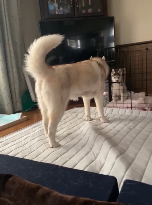 提供：ココとイチのままちゃん