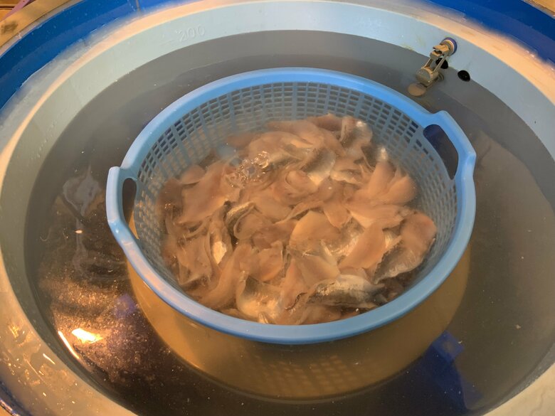 プロトタイプ機の処理槽にアジの切り身を入れた状態（提供：ジャパンシーフーズ）