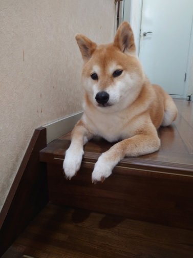 ごはんの催促中？なテツくん