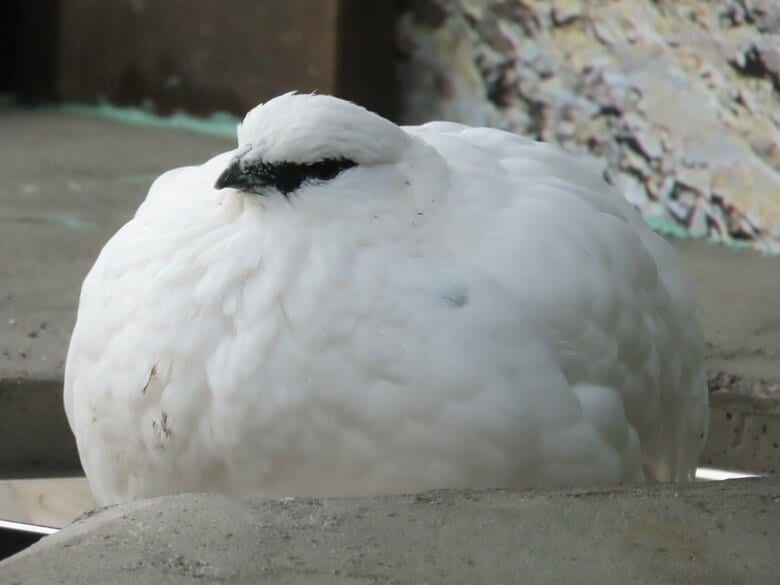 膨らんでいるオス（提供：市立大町山岳博物館）