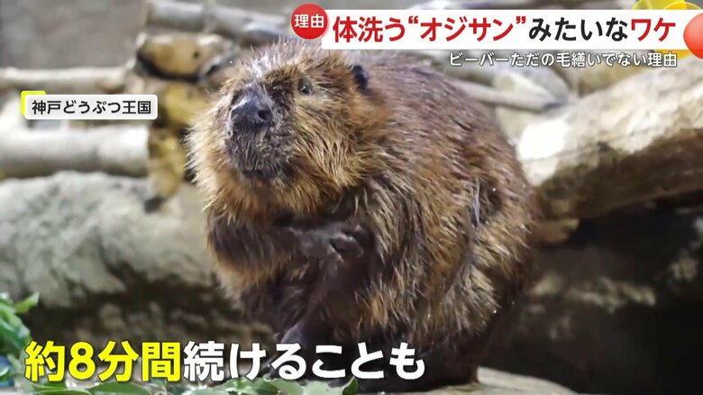 8分も熱心に塗り込むビーバー（提供：神戸どうぶつ王国）