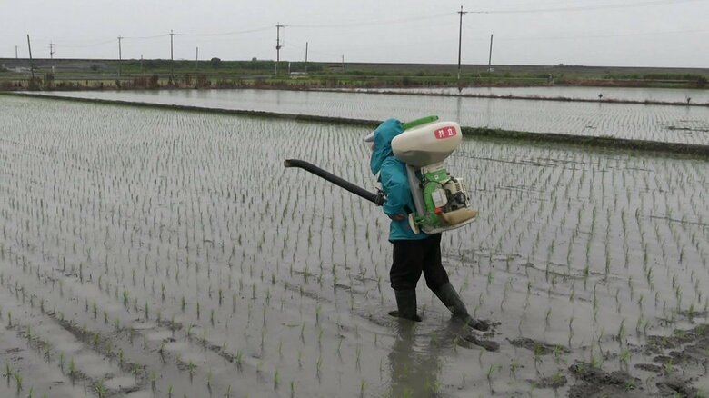 ジャンボタニシ駆除の薬剤散布