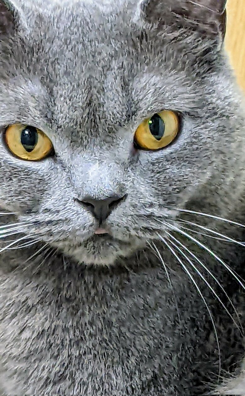 キリッとした表情の光太郎くん