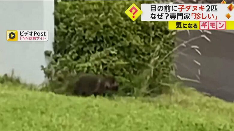 もう一匹を追いかける子ダヌキ