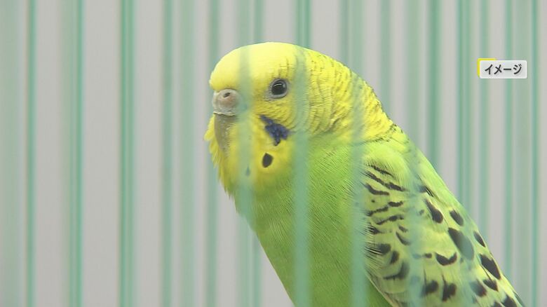 女性は鳥は飼っておらず、感染経路不明