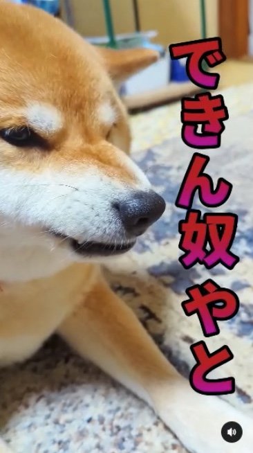 提供：柴犬スティーブch【コーギーと猫を添えて】さん