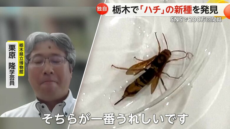 標本が栃木県立博物館で展示されているという｢シモツケヒラアシキバチ」