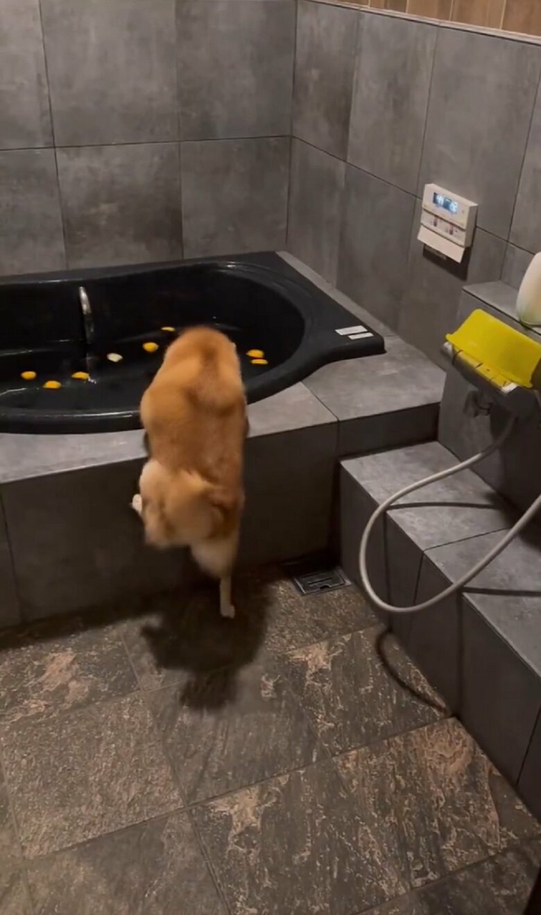 飛び込もうと奮闘